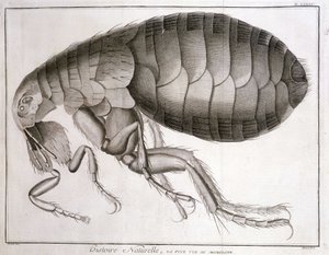 Mikroskop - w „Encyklopedii”, Diderot et d