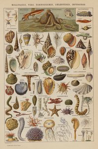 Mięczaki, robaki, szkarłupnie, coelenteres, infusoria (litografia kolorowa) autorstwa French School
