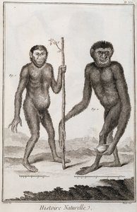 Małpy Jocko i Gibbon autorstwa French School