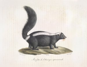 Skunks. Skunk, z historii naturalnej ssaków (kolor lito) autorstwa French School