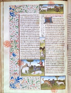 Ms 3717 Psy myśliwskie, z Livre de la Chasse przez Gastona Phebusa de Foix (1331-91) (welum) autorstwa French School