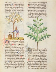 SM. O różnych ziołach Dioscorides, fol.165r Terpentyna do oklepywania autorstwa French School