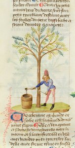 Ms Est 28 M.5.9 fol.165r Zbieranie terpentyny, z Grand Herbier przez Pedaniusa Dioscoridesa (ok. 40-90 ne) autorstwa French School