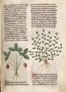 Ms Est 28 M 5.9 fol.75r Roślina truskawki, z "Grand Herbier" Pedaniusa Dioscoridesa (ok. 40-90 n.e.) autorstwa French School