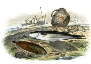 Mullet (Mugilidae), Słonecznik (Solea Vulgaris), Limand (Microstomus Kitt) - Płyta wyekstrahowana z Historii Naturalnej przez Bernarda Germaina de Lacepede (1856-1925), wydanie P.Furme, Paryż autorstwa French School
