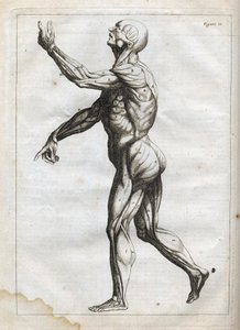 Mięśnie ludzkie - - grawerowanie w „Anatomii abstrakcyjnej, przystosowanej do malarstwa i rzeźby” - 1760 autorstwa French School