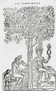 Nana fuit, roślina lecznicza, ilustracja z Singularities of France Antarctique, Andre de Thevet, 1558 autorstwa French School