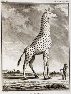Talerz historii naturalnej: La Giraffe - w „Historii naturalnej, ogólnej i szczegółowej” Buffon autorstwa French School