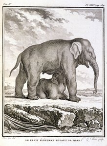 Talerz historii naturalnej: Mały słoń drwiący ze swojej matki – w „Historii naturalnej, ogólnej i szczegółowej” Buffona autorstwa French School