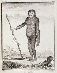 Plansza historii naturalnej: Jocko - w "Historii naturalnej, ogólnej i szczegółowej" Buffona autorstwa French School