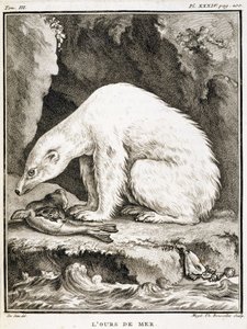 Tablica historii naturalnej: Niedźwiedź morski żywiący się foką - w "Historii naturalnej, ogólnej i szczegółowej" Buffona autorstwa French School
