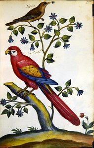 Słowik i papuga (akwarela na papierze) autorstwa French School