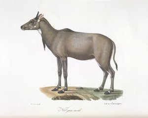 Mężczyzna Nilgau. Antylopa Nylgau, z Historii Naturalnej Ssaków (kolor lito) autorstwa French School