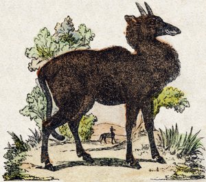 Nyl-ghau (Nyl-ghau, zwierzę indyjskie). Grawerowanie w „Alfabet des animaux sauvages””. 9. seria. Obraz Epinal, Pellerin, drukarz-wydawca, ok. 1870 r. Ryciny na drewnie, szablon. 16 stron. Wymiary: 20 x 15 cm. Prywatna kolekcja autorstwa French School
