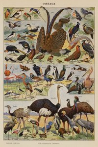 Ptaki (litografia kolorowa) autorstwa French School