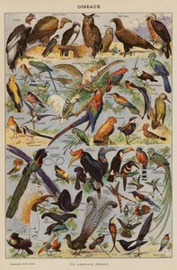 Ptaki (litografia kolorowa) autorstwa French School