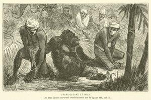 Orang-Outang Et Mias (grawerowanie) autorstwa French School