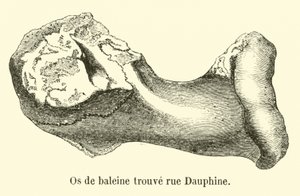 Kość wieloryba znaleziona rue Dauphine autorstwa French School