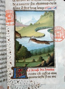 Wydra łowi rybę, z Livre de la Chasse Gastona Phebusa de Foix (1331-91) (welum) autorstwa French School