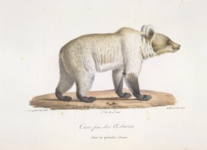 Asturyjski niedźwiedź fem. Samica niedźwiedzia brunatnego hiszpańska, z historii naturalnej ssaków (kolor lito) autorstwa French School