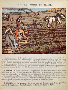Strona z podręcznika szkolnego ilustrująca Uprawę Ziemniaka, ok. 1910 r. autorstwa French School