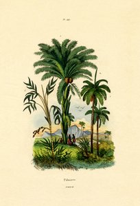 Palmy, 1833-39 autorstwa French School