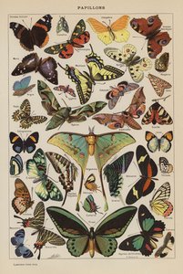 Motyle (litografia kolorowa) autorstwa French School