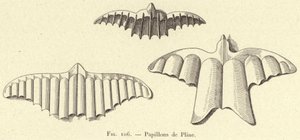 Motyle Pliniusza (grafika) autorstwa French School