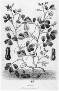 Orzech ziemny (Arachis hypogaea) autorstwa French School