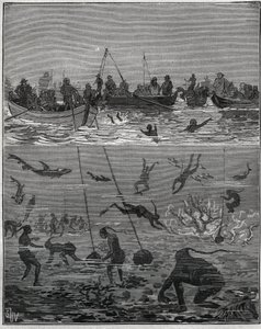 Perłowe brzoskwinie na Cejlonie (dzisiejsza Sri Lanka) w XIX wieku. Grawer z 1885 roku w „Les arts et metiers illustres” Adolphe BITARD. autorstwa French School