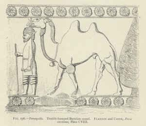 Persepolis, dwugarbny wielbłąd dwugarbny autorstwa French School
