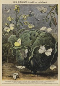 Pieridae (szkodliwe motyle)