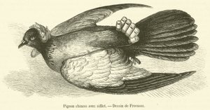 Chiński gołąb z gwizdkiem (grawerunek) autorstwa French School