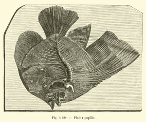 Motyl plataksowy autorstwa French School