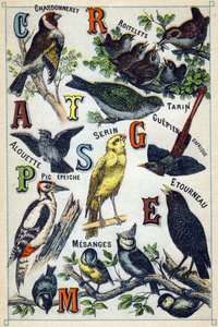 Płyta 1: Szczygieł, Strzyżyki, Czyż, Skowronek, Kanarek, Żołna, Dzięcioł, Szpak, Sikora. Grawerowanie w „Syllabary alfabetu ptaków”. Serie A. Pellerin et Cie, drukarze-wydawcy, Epinal, koniec XIX wieku. Chromolitografie. Mały 8- autorstwa French School