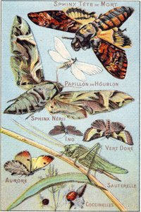 Płyta 1: Czaszka Sphinx, Hop Butterfly, Sphinx Neri, Ino, Gold Green, Aurora, Grasshopper, Ladybirds. Grawerowanie w „Syllabary alfabetu motyli i owadów””. Serie A. Pellerin et Cie, drukarze-wydawcy, Epinal, koniec XIX wieku. Chromolitografie. autorstwa French School