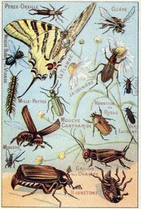 Płyta 2: Przekłuwanie uszu, Gupe, Niebieska mucha mięsna, Flambe, Ogrodnik, Stonogi, Świetlik, Rose Channeton, Połyskujący robak, Mucha, Pole Cricket, Chablets autorstwa French School
