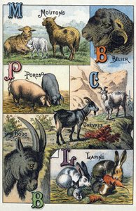 Płyta 2: Owce, Belier, Świnie, Kozy, Króliki. Grawer w „Alfabet sylabariuszy zwierząt domowych i gospodarskich”. Serie A. Pellerin et Cie, drukarze-wydawcy, Epinal, koniec XIX w. Chromolitografie. Wymiary: 19,5 x 13,5 cm autorstwa French School