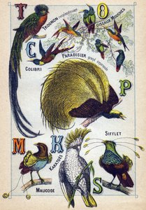 Płyta 3: Lśniący rdzeń, Latające ptaki, Koliber, Szmaragdowy raj, Kakatoes, Gwizdek, Maucode. Grawerowanie w „Syllabary alfabetu ptaków””. Serie A. Pellerin et Cie, drukarze-wydawcy, Epinal, koniec XIX wieku. Chromolitografie. Mała 8-stronicowa reklama autorstwa French School