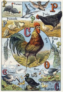 Talerz 3: perliczki, gołębie, pisklęta, kura, kogut, paw, łabędzie, gęsi, kaczki. Grawer w „Alfabet sylabariuszy zwierząt domowych i gospodarskich”. Serie A. Pellerin et Cie, drukarze-wydawcy, Epinal, k. XIX w. Chromolithographs. Wymiary: 19,5 autorstwa French School