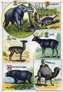 Płyta 4: Słoń, Borsuk, Lama, Elan, Hippotam, Wielbłąd. Grawerowanie w „Sylabariusze alfabetu dzikich zwierząt””. Serie A. Pellerin et Cie, drukarze-wydawcy, Epinal, koniec XIX wieku. Chromolitografie . Mały 8-stronicowy album reklamowy zawierający program  autorstwa French School
