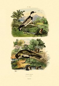 Sieweczka, 1833-39 autorstwa French School