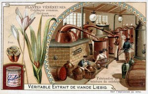 Rośliny trucizny: kolchia pospolita i produkcja nalewki kolchialnej - chromo. Liébig, koniec XIX wieku autorstwa French School