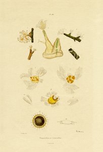 Polip, 1833-39 autorstwa French School