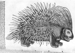 Jeżozwierz z „Historia Animalium” Conrada Gesnera (1516-65) 1551 autorstwa French School