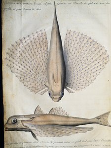 Profil i grzbiet uskrzydlonej ryby, Big Island, Brazylia, akwarela z dziennika pokładowego Jacquesa Gouina de Beauchesne (1652-1730), kapitana Compagnie Royale de la Mer du Sud, od 1698 do 1701, Francja autorstwa French School