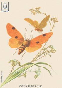 P: Quadrille (Lithosia quadra lub Lithosie quadrille) autorstwa French School