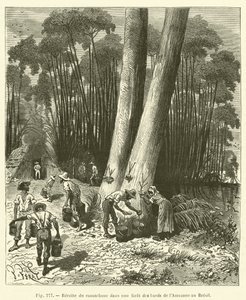 Zbieranie gumy w lesie nad brzegiem Amazonki w Brazylii autorstwa French School