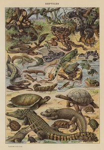 Gady (litografia kolorowa) autorstwa French School