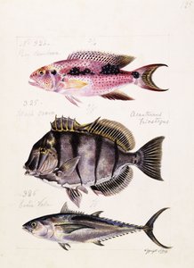 Ray Tambova Etz, s.1850 autorstwa French School